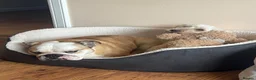 English Bulldog dogs for sale: Cookie - Advert 15