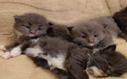 Maine Coon cats for sale: Stunning cubs  - Image 3