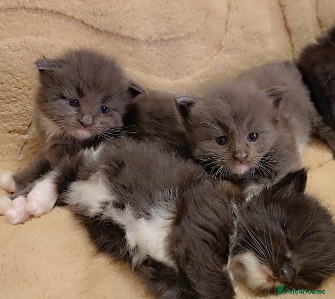 Maine Coon cats for sale: Stunning cubs  - Image 3