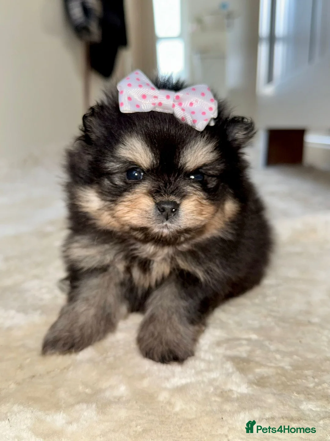 Pomeranian dogs for sale: Teddy Bear Pomeranian Puppy! - Advert 1