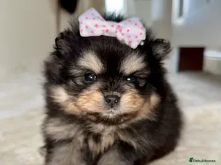 Pomeranian dogs Teddy Bear Pomeranian Puppy! - Advert 1