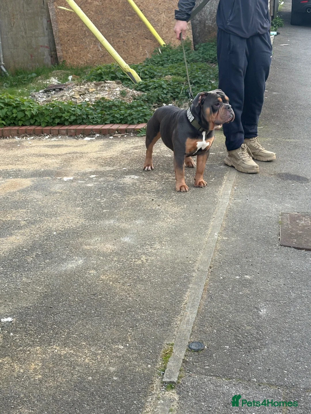 Olde English Bulldogge dogs for stud: Olde English bulldog for studding  - Advert 2