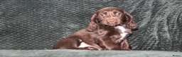 Cocker Spaniel dogs for sale:  Ready Now Kc Reg Show Type Cocker Spaniel - Advert 4