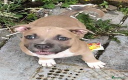 Mixed Breed dogs for sale: staffy x mixed breed. read description for more - Advert 7