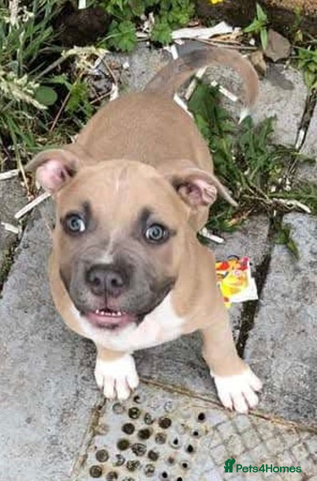 Mixed Breed dogs for sale: staffy x mixed breed. read description for more - Advert 7