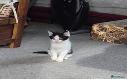 Mixed Breed cats for sale: Beautiful Ragdoll x shorthaired kittens - Image 8