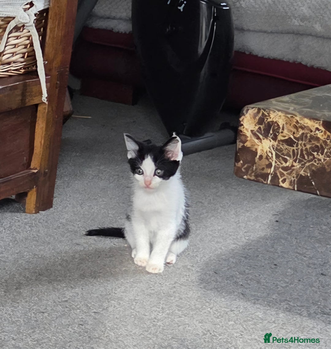 Mixed Breed cats for sale: Beautiful Ragdoll x shorthaired kittens - Image 8