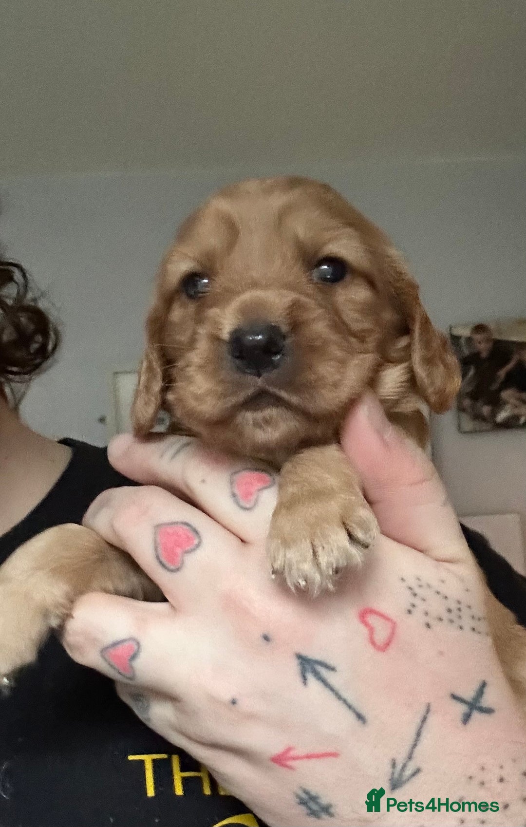 Cocker Spaniel dogs for sale: Cocker spaniel  - Advert 7