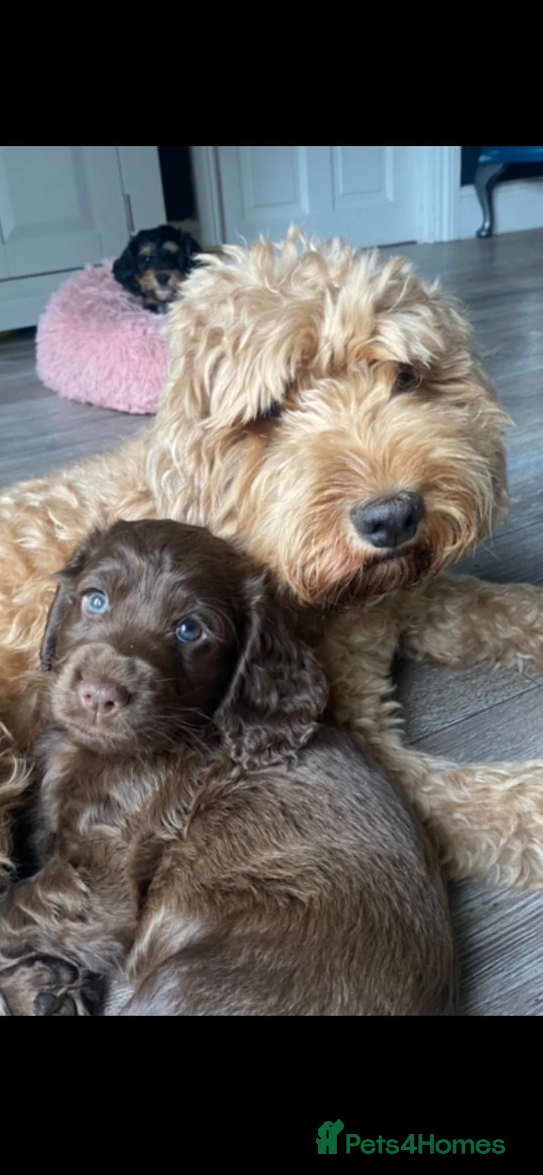 Cockapoo dogs for stud: TRICOLOUR F1 PROVEN ATAT CERTIFIED COCKAPOO STUD in Bromley - Advert 23