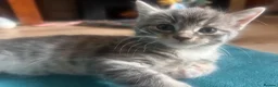 Mixed Breed cats for sale: Mixed bengal - Advert 15