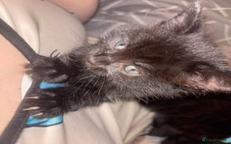 Ragamese cats for sale: RAMAMESE KITTENS  - Image 4