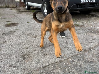 Belgian Shepherd Dog dogs ENVI 💥 BERRY 2 - Advert 11