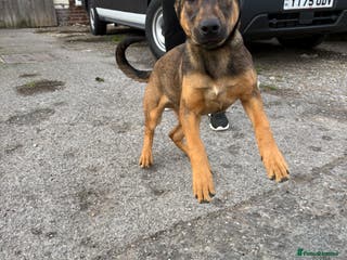 Belgian Shepherd Dog dogs ENVI 💥 BERRY 2 - Advert 4