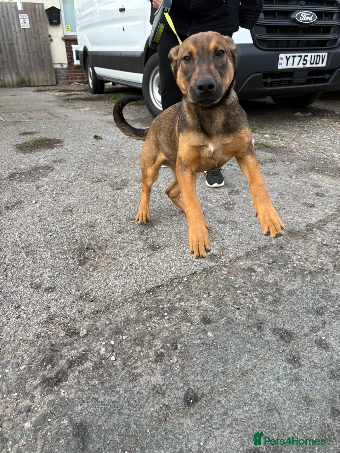 Belgian Shepherd Dog dogs for sale: ENVI 💥 BERRY 2 - Advert 1