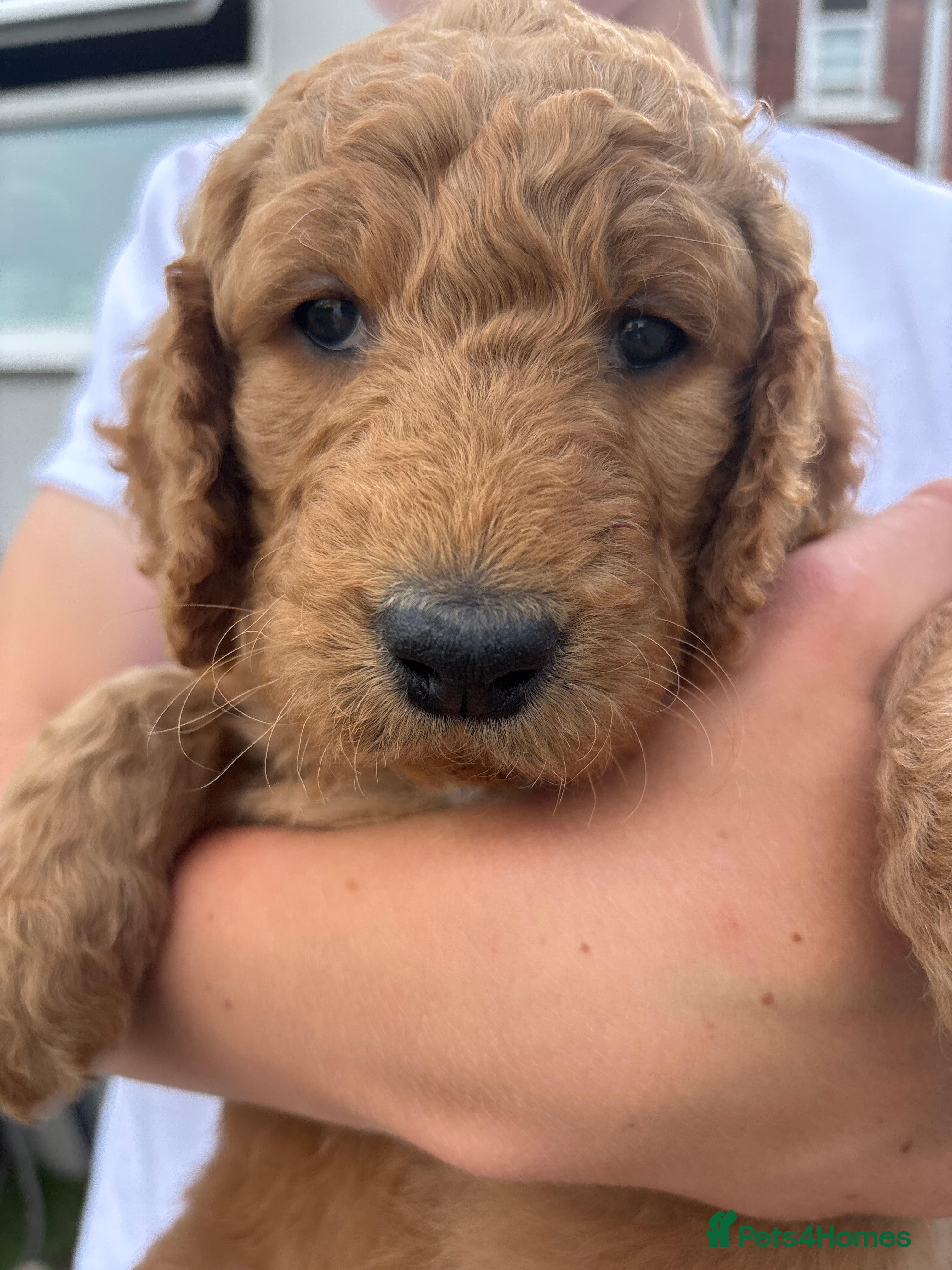 Double Doodle dogs for sale: Beautiful double/golden doodles from family pet - Advert 20