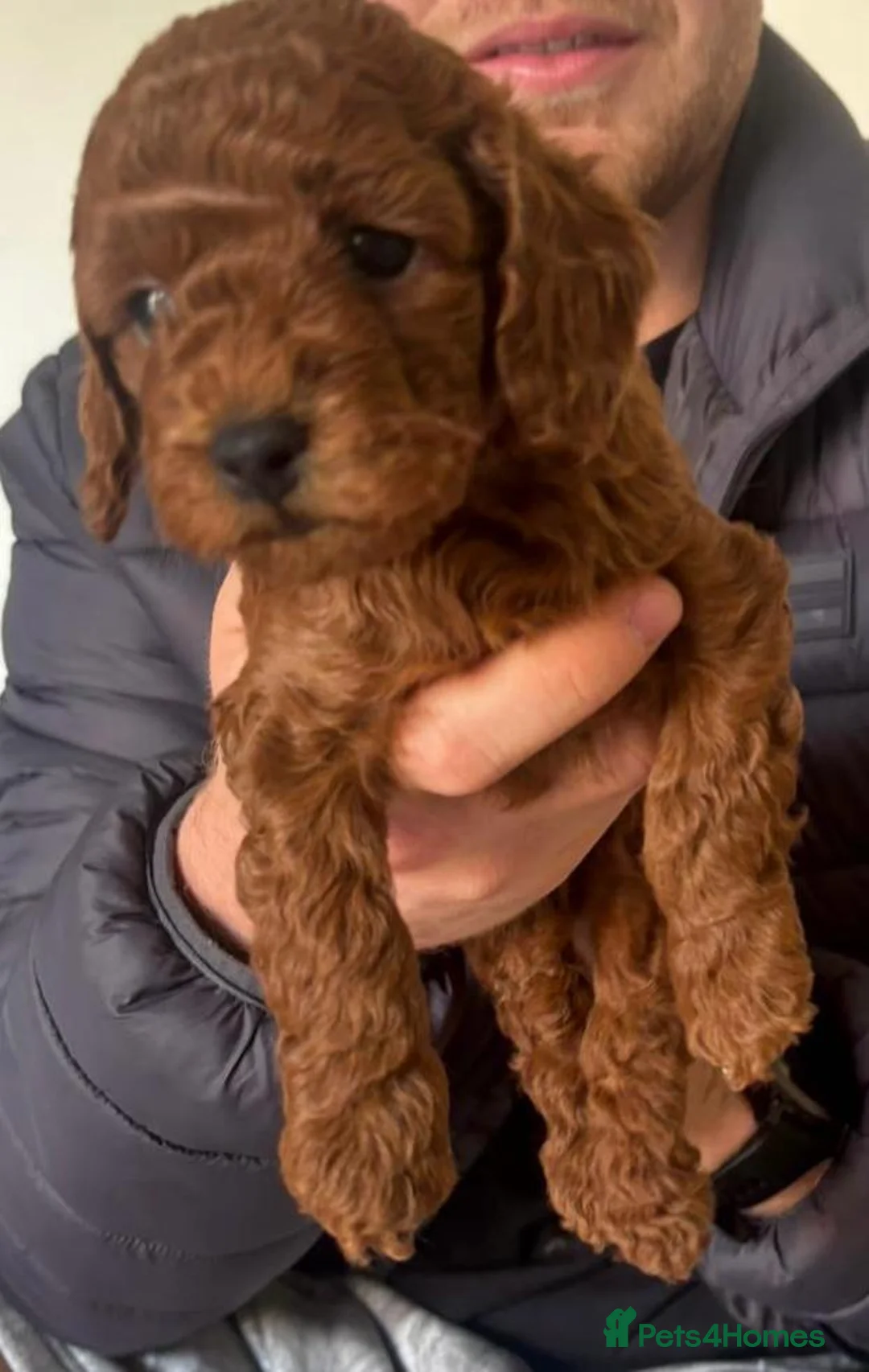 Cockapoo dogs for sale: Beautiful Cockapoo Puppies – Ready Soon 🐾 in Ipswich - Advert 17
