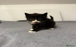 British Longhair cats for sale: beautiful kittens  - Image 5