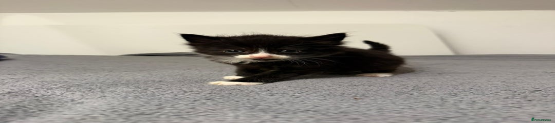 British Longhair Kitten 2
