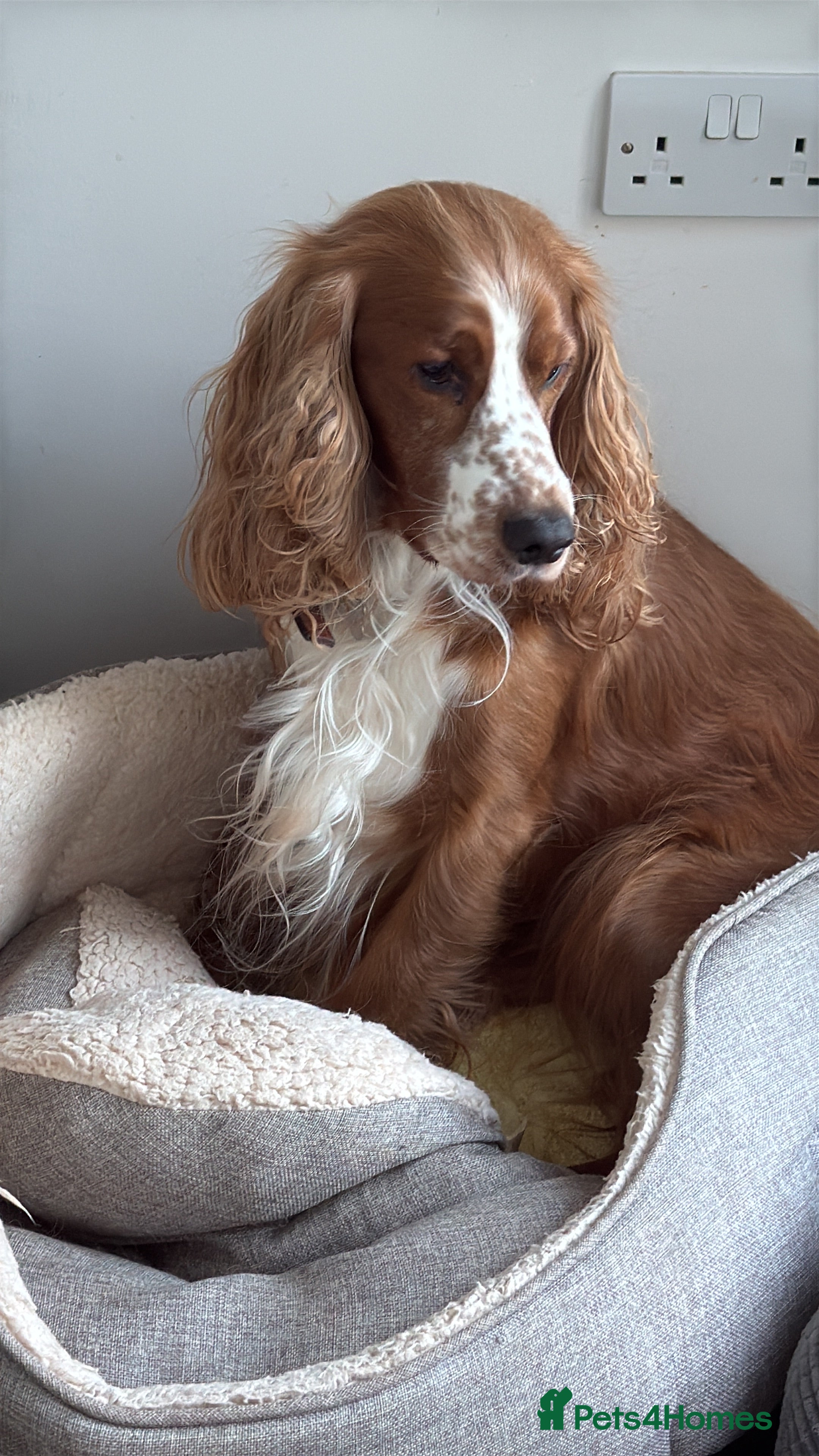 Cocker Spaniel dogs 🌟 🌟 🌟 English cocker spaniel for stud  in Hook - Advert 1