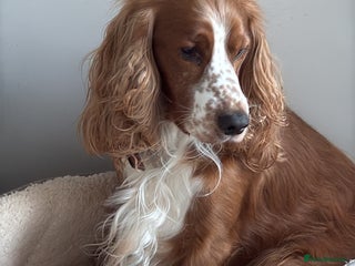Cocker Spaniel dogs 🌟 🌟 🌟 English cocker spaniel for stud in Hook - Advert 1