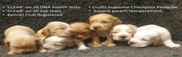 Cocker Spaniel dogs for sale: Stunning Show Cockers - Crufts Champion Pedigree in Stoke-on-Trent - Advert 2