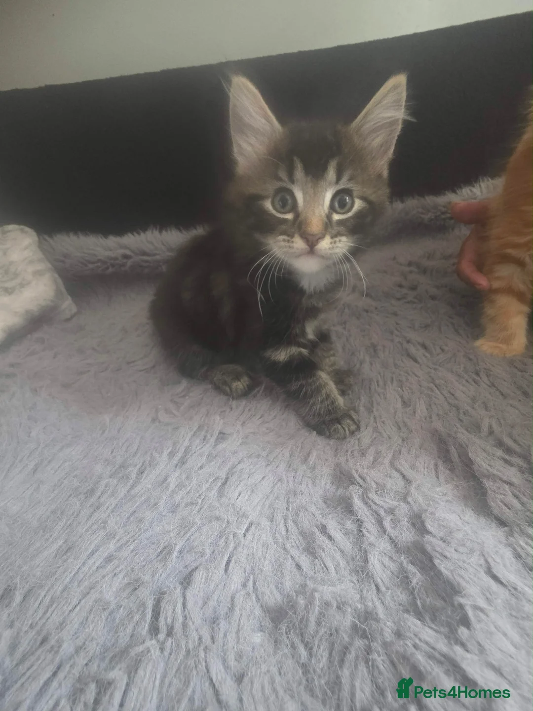 Domestic Shorthair cats for sale: Kittens looking for a loving home in Slough - Advert 5