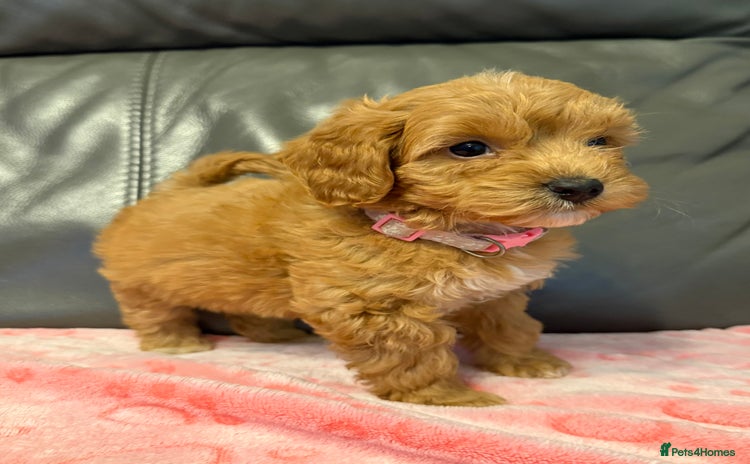 Cockapoo dogs F1 cockapoo puppies  - Advert 7