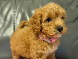 Cockapoo dogs F1 cockapoo puppies - Advert 2