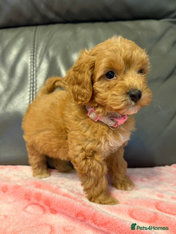 Cockapoo dogs F1 cockapoo puppies - Advert 7