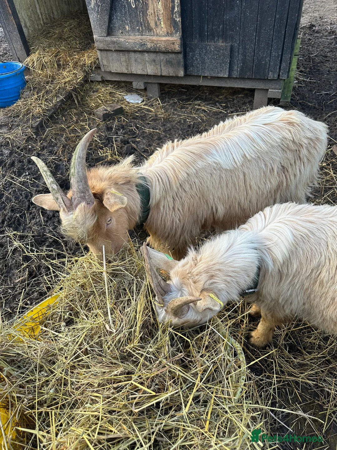 Goats livestock for sale: Royal Golden Guernsey Billys in Sudbury - Advert 2