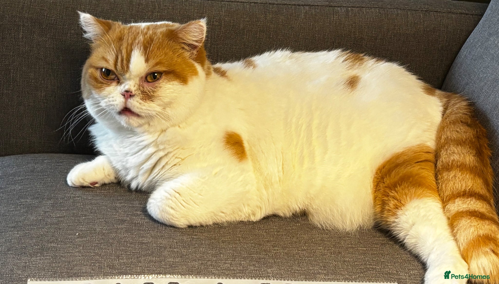 British Shorthair cats ⭐️ URGENT! ⭐️Gorgeous Certified British Shorthair  - Advert 2