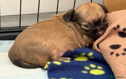 Chihuahua dogs for sale: Absolutely Stunning Little Chihuahua Puppies - Image 13