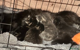 Ragdoll cats for sale: Ragdoll cross - Image 1