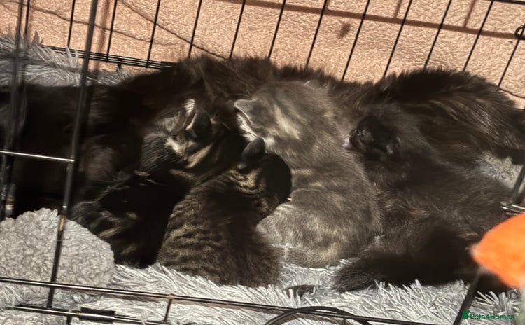Ragdoll cats for sale - Advert 1