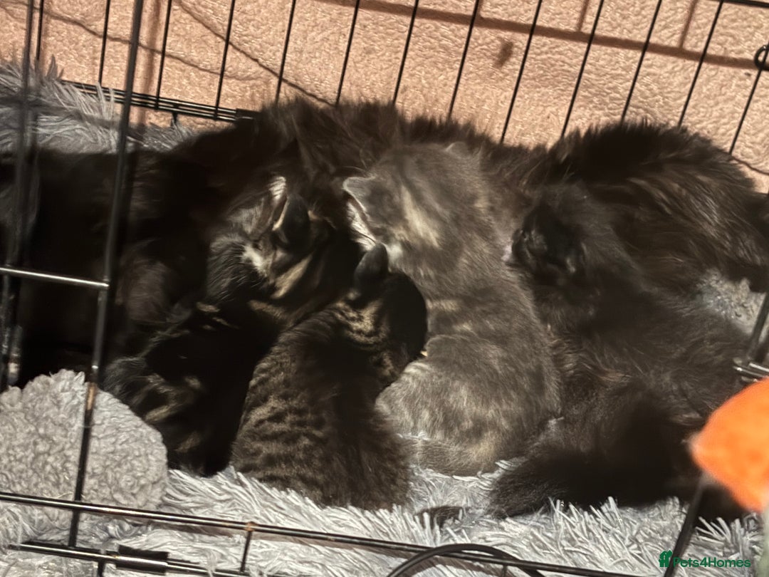 Ragdoll cats for sale: Ragdoll cross - Image 1