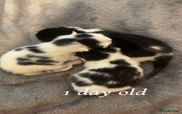Mixed Breed cats for sale: Kittens for sale  - Image 2