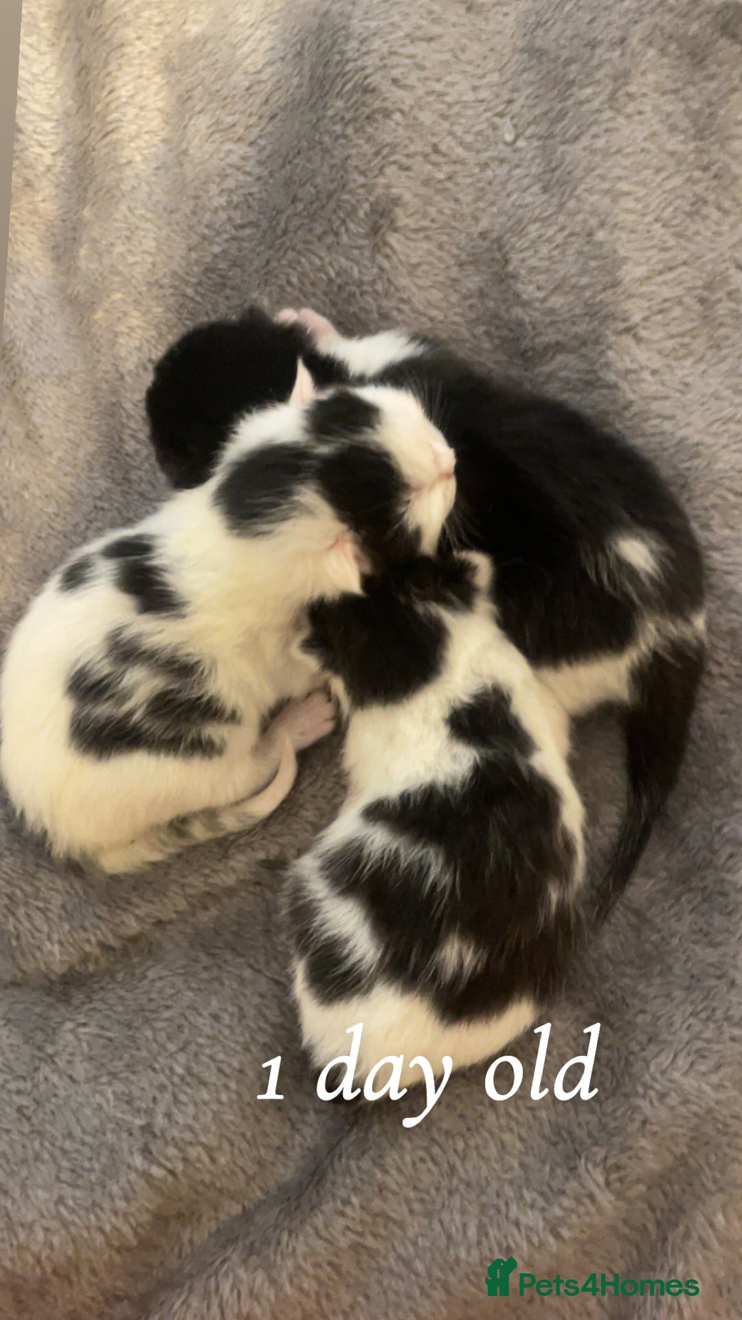 Mixed Breed cats for sale: Kittens for sale  - Image 2