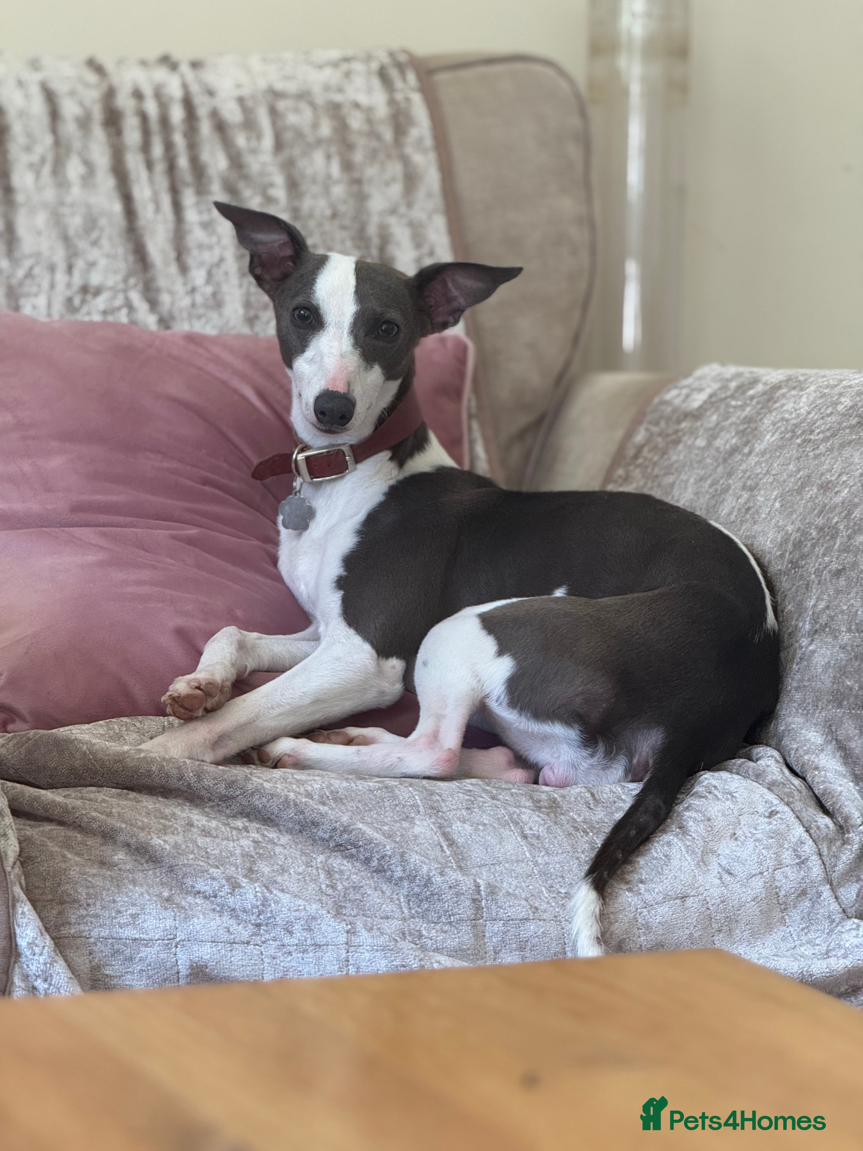 Whippet dogs Blue and white whippet bitch  - Advert 2