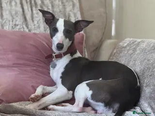 Whippet dogs Blue and white whippet bitch - Advert 3