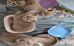 British Shorthair cats for sale: Britishshort hair kittens - Image 9