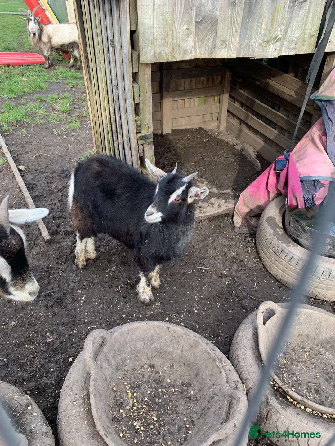 Goats livestock for sale: 2 female Pygmy goats  - Advert 6