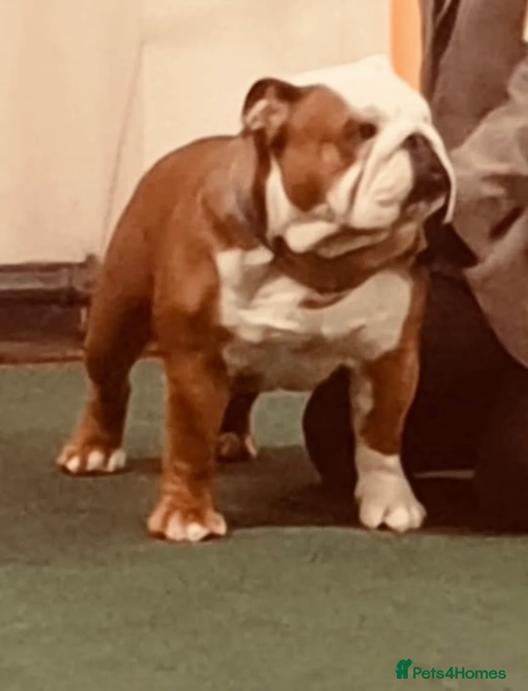 English Bulldog dogs for stud: Purebred bulldog at stud - Advert 4