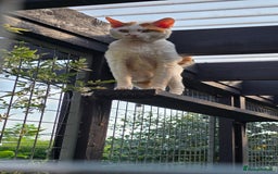 Devon Rex cats for sale: A beautiful Devon Rex boy  - Image 4