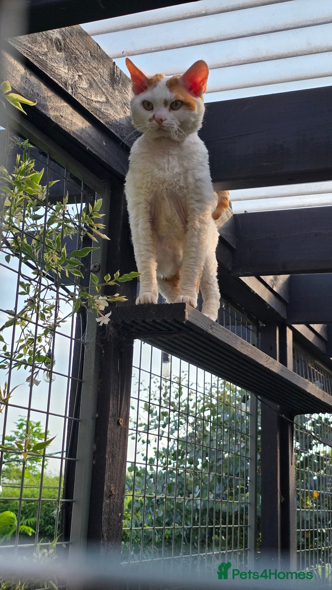 Devon Rex cats for sale: A beautiful Devon Rex boy  - Image 4