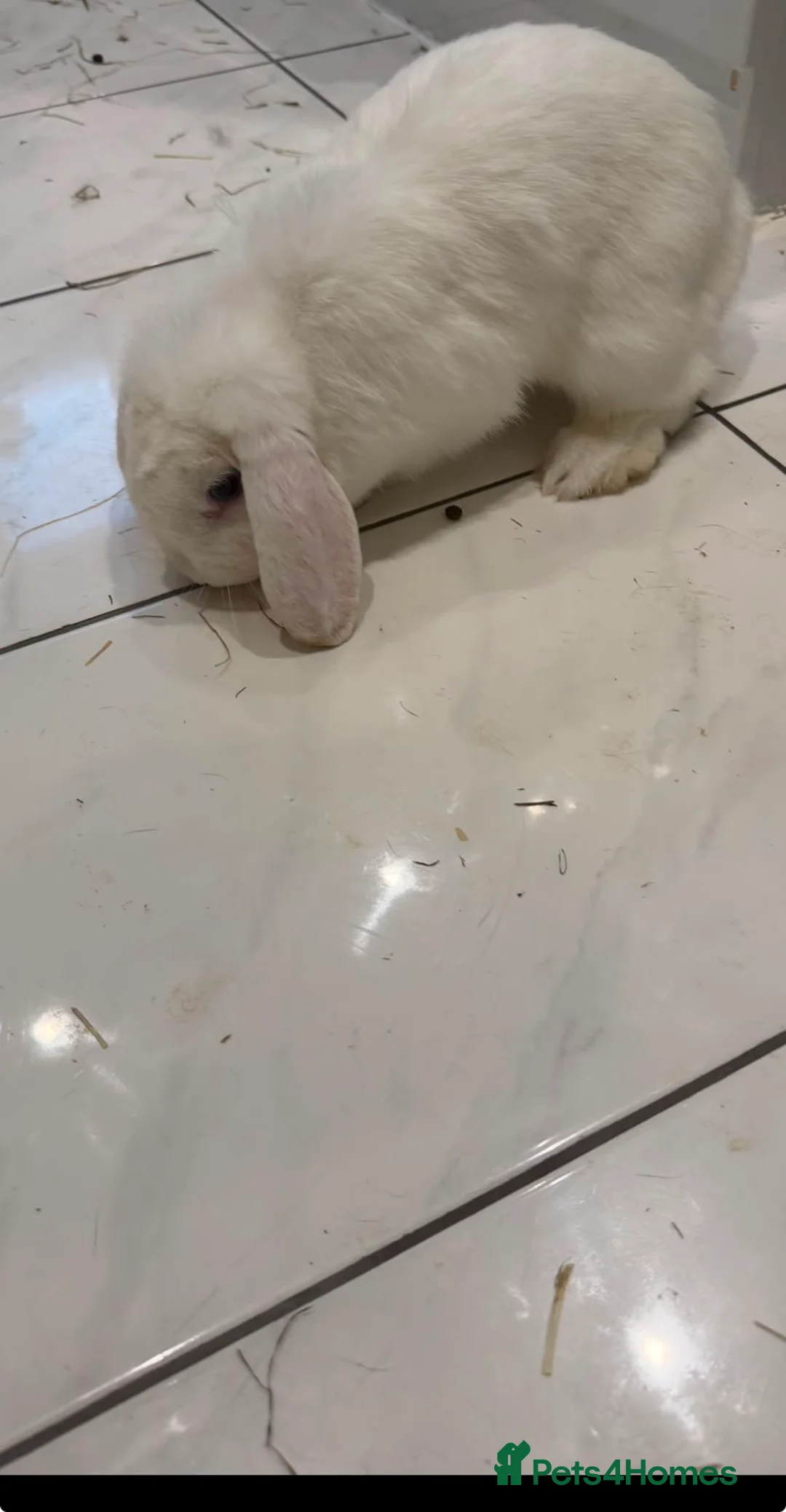 Mini Lop rabbits for sale: Two gorgeous girl mini lop rabbits in Thatcham - Advert 2
