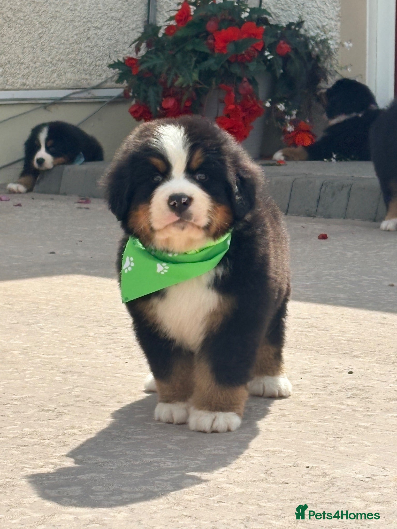 Bernese Mountain Dog dogs Kc Bernese mountain pups  - Advert 1