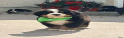Bernese Mountain Dog dogs for sale: Kc Bernese mountain pups  - Advert 1
