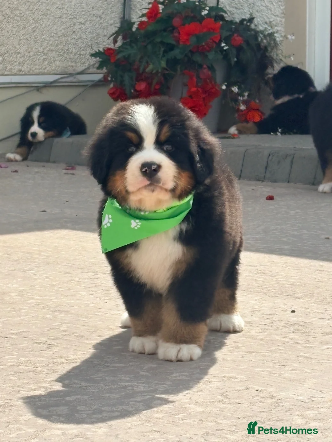 Bernese Mountain Dog dogs for sale: Kc Bernese mountain pups  - Advert 1