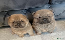 Chow Chow dogs for sale: CHOW CHOW PUPPIES  - Advert 3