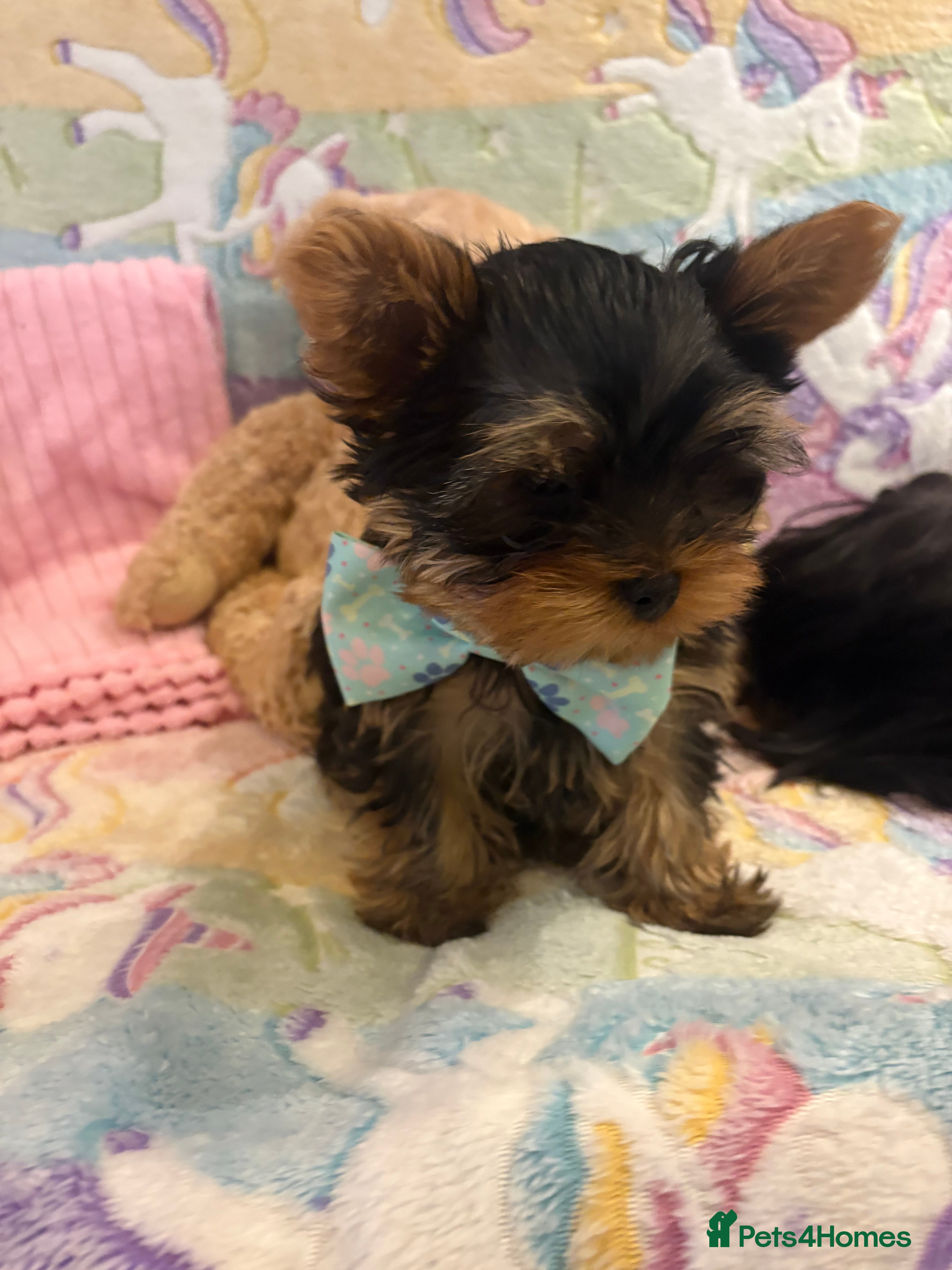 Yorkshire Terrier dogs Absolutely stunning  mini yorkie boy  - Advert 5